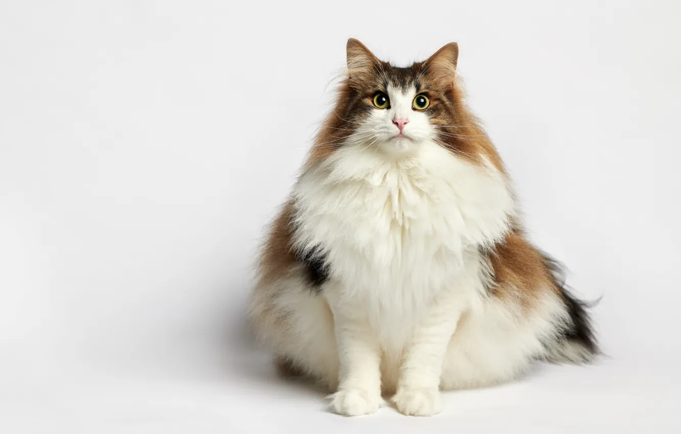 Photo wallpaper cat, portrait, fluffy, white background, cat, Norwegian forest cat