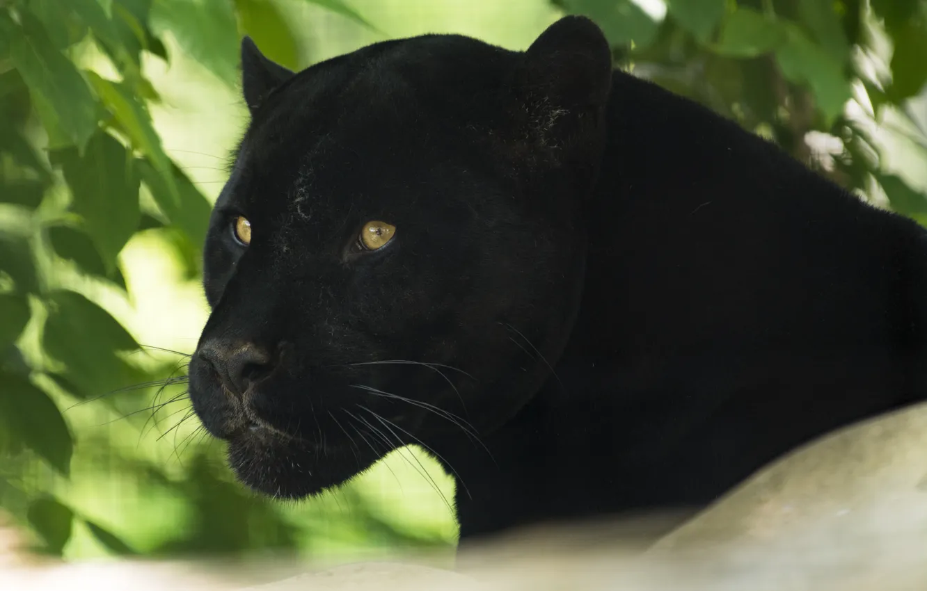 Photo wallpaper look, face, foliage, black, portrait, Panther
