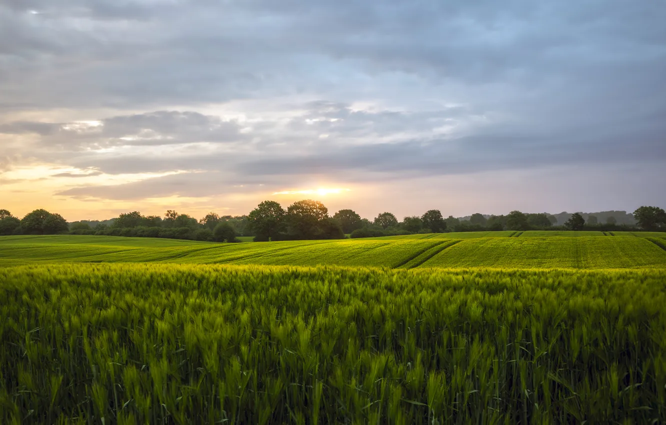 Photo wallpaper field, forest, clouds, dal, ears, cereals