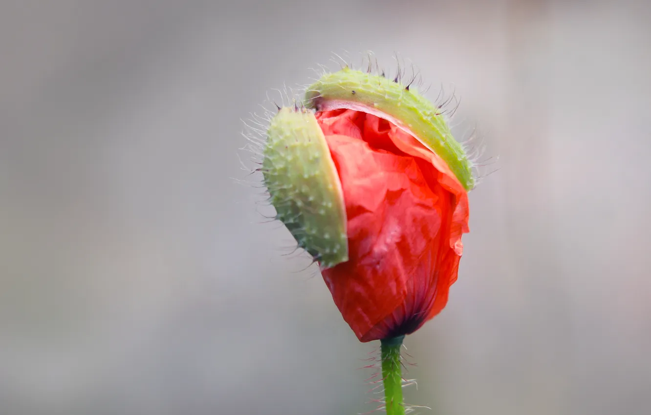 Photo wallpaper red, flower, poppy