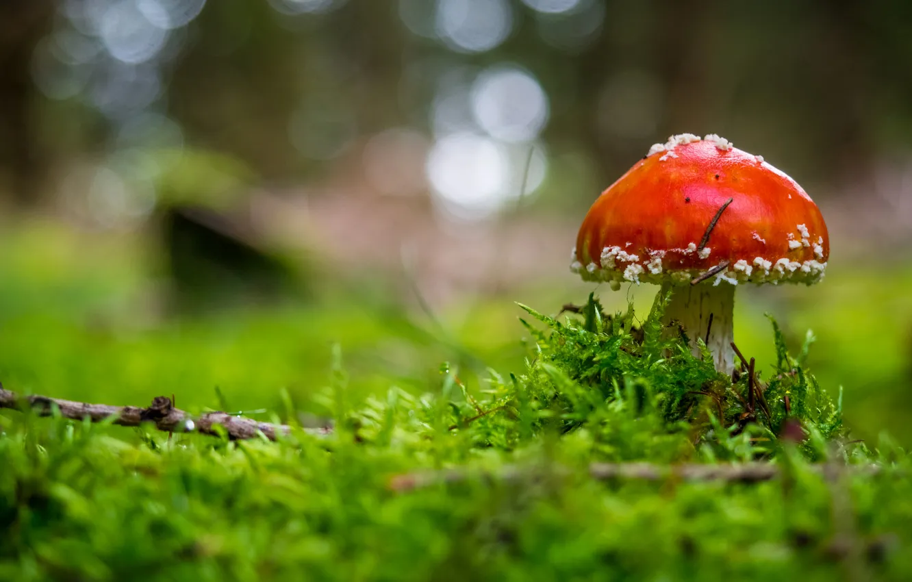 Photo wallpaper greens, branches, nature, mushrooms, moss, mushroom, clearing, bokeh