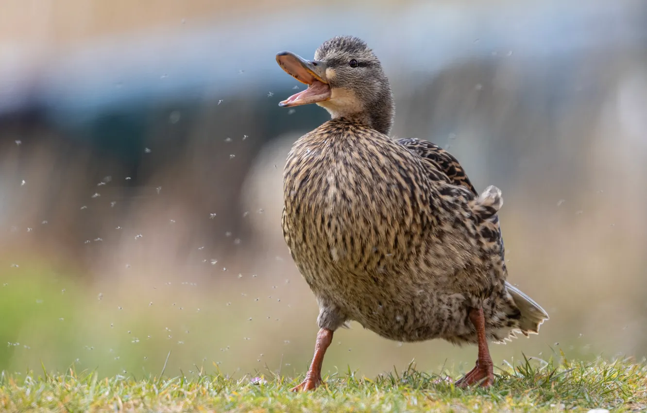 Photo wallpaper grass, bird, glade, duck, beak, the mosquito, duck, Chicks
