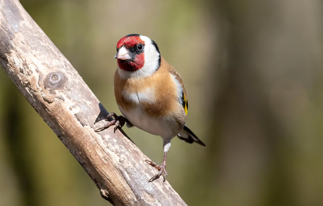 Photo wallpaper branches, bird, Grosbeak