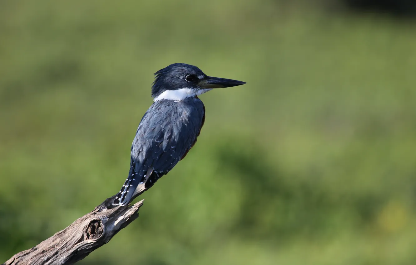Photo wallpaper white, blue, branch, Ringed Kingfisher