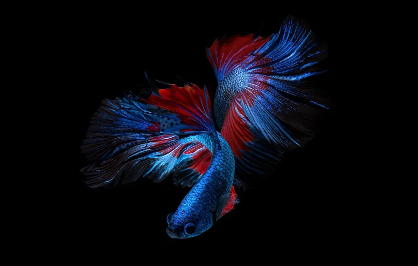 Photo wallpaper fish, blue, red, color, black background