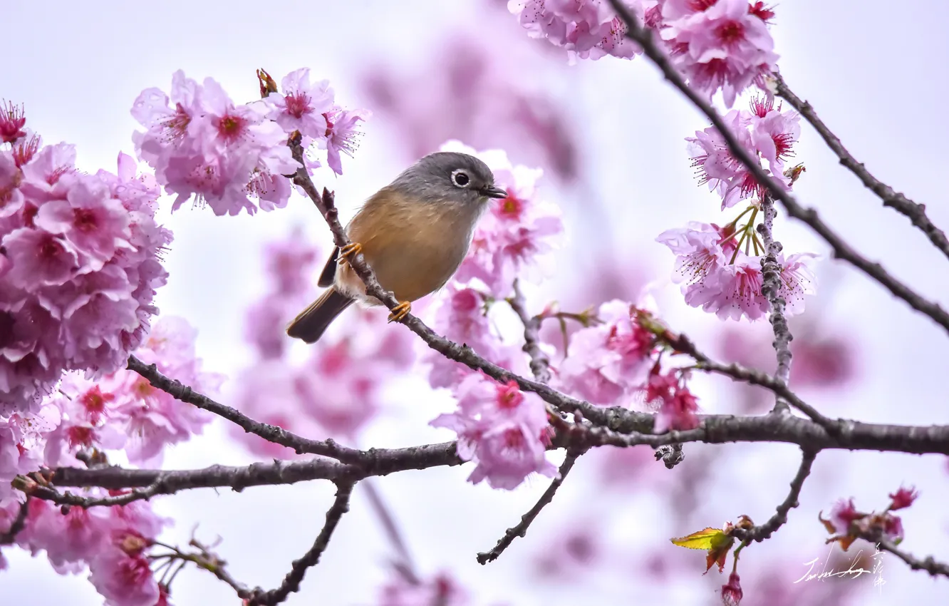 Photo wallpaper branch, Sakura, bird