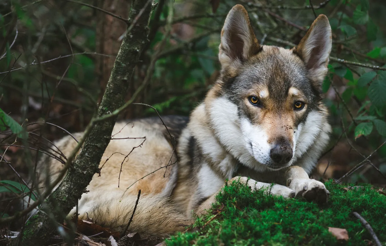 Photo wallpaper branches, nature, pose, wolf, lies
