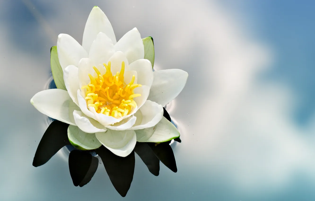 Photo wallpaper white, flower, the sky, water, clouds, surface, reflection, petals