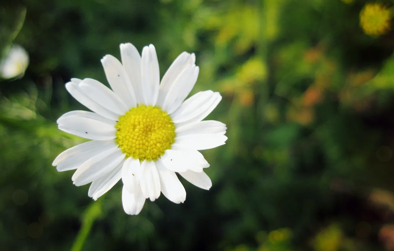 Photo wallpaper white, flowers, plant, chamomile, camomile, Roslin, flower