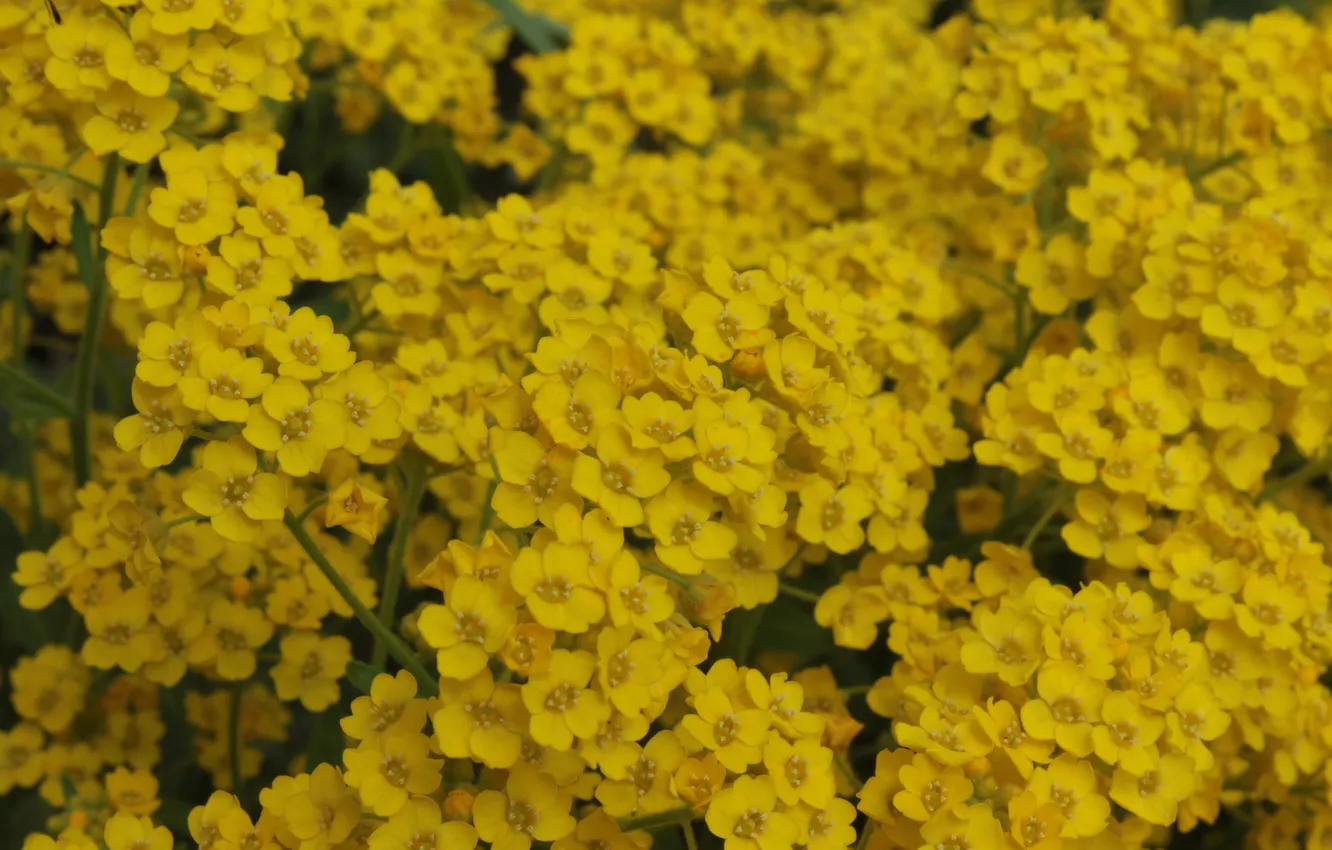 Photo wallpaper flowers, yellow, petals, stem, field