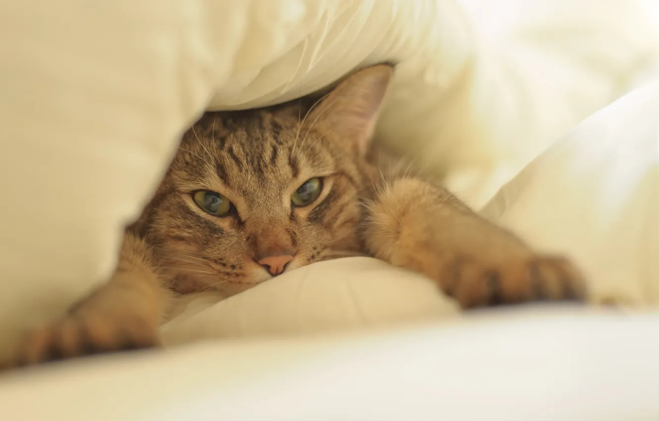 Photo wallpaper cat, face, paws, bed