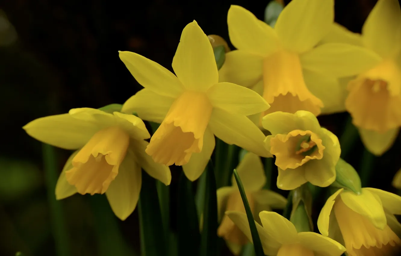 Photo wallpaper macro, yellow, daffodils