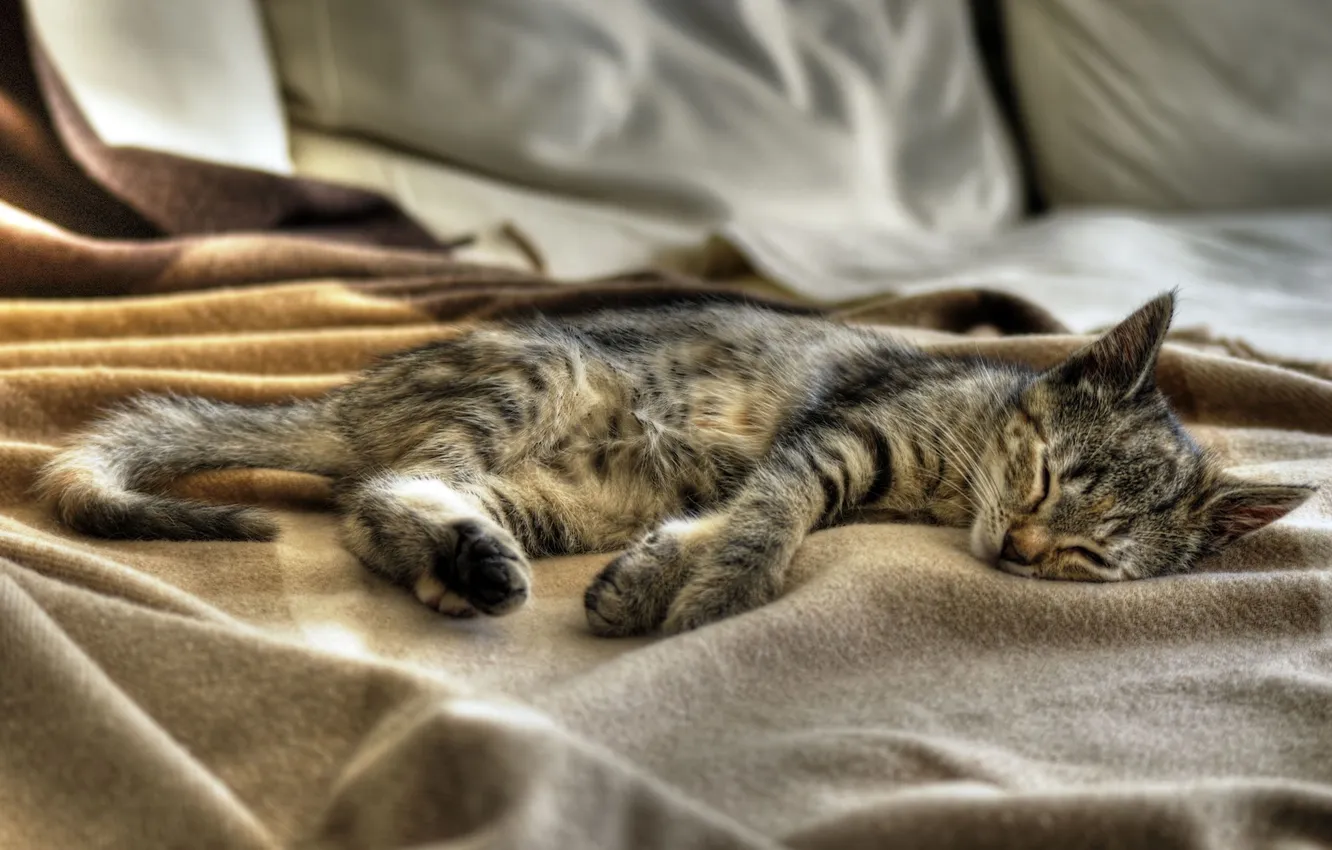 Photo wallpaper cat, cat, sleep, sleeping, kitty, kitten, sleeping