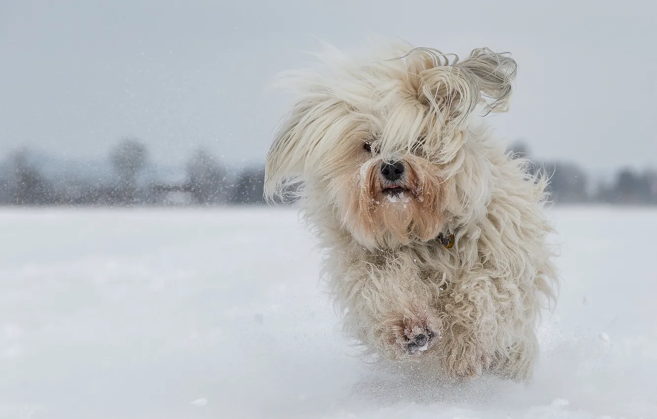 Photo wallpaper winter, snow, dog, running, The Havanese, shaggy