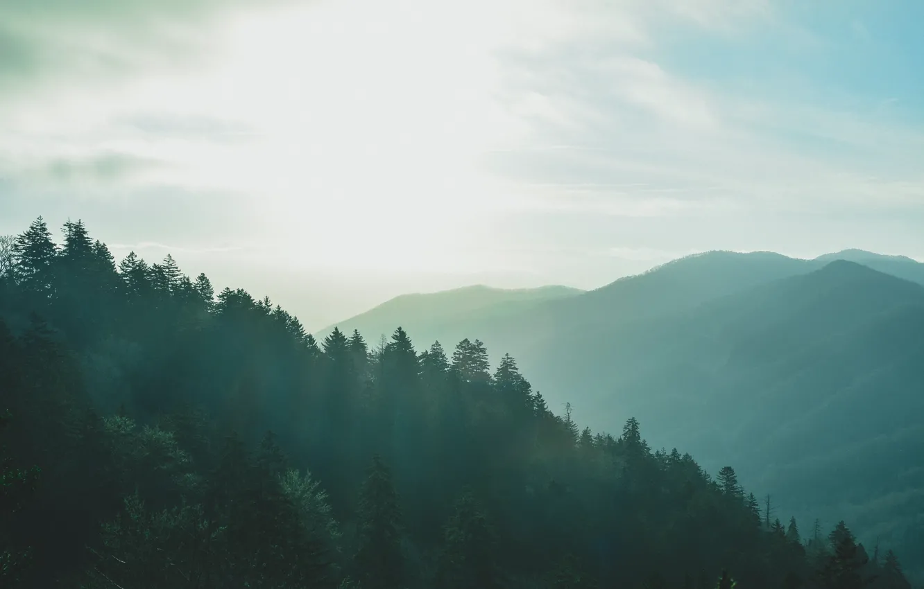 Photo wallpaper trees, mountains, hills