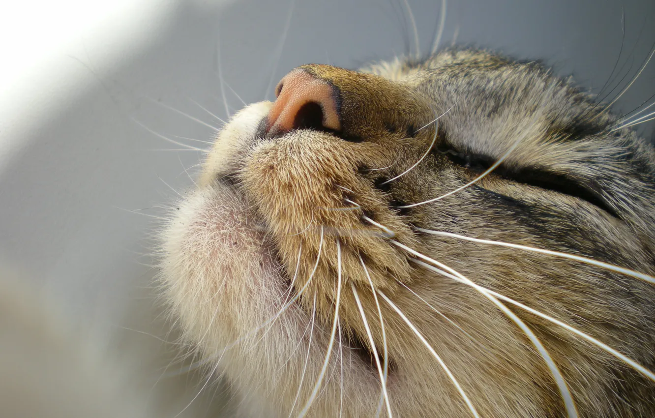 Photo wallpaper cat, mustache, face