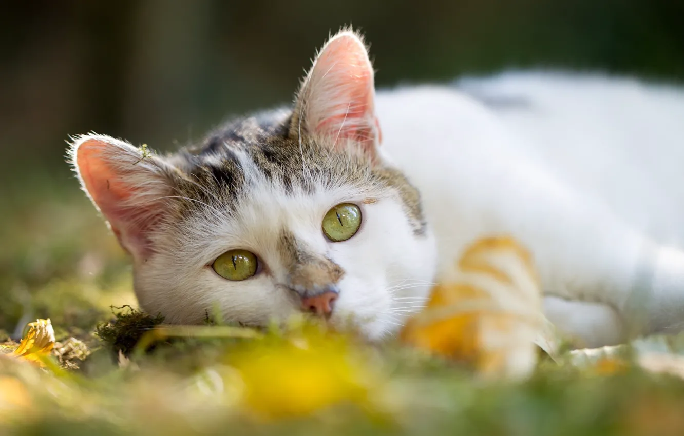 Photo wallpaper cat, look, blur, green eyes