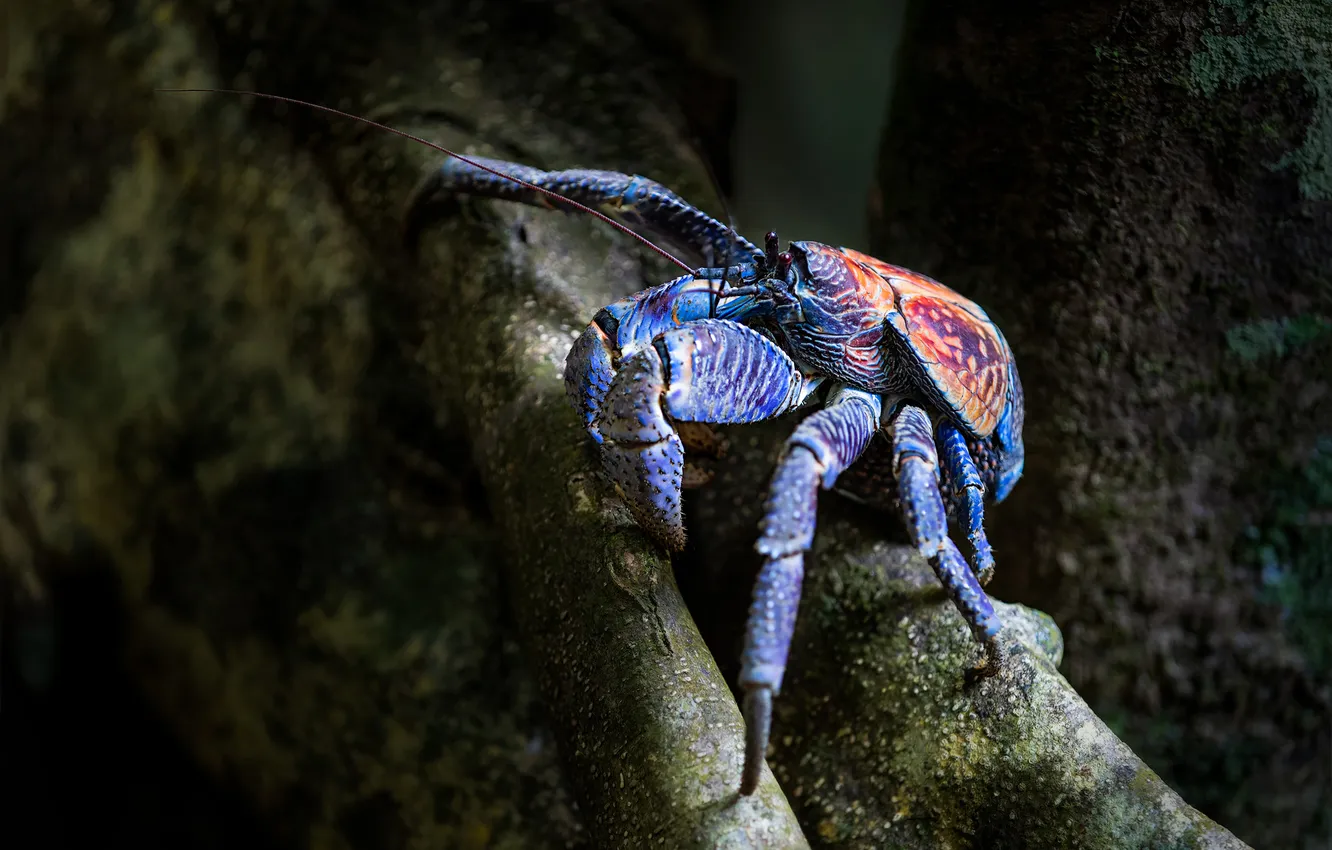 Photo wallpaper trees, blue, the dark background, crab, claws, The palm thief, mangrove crab
