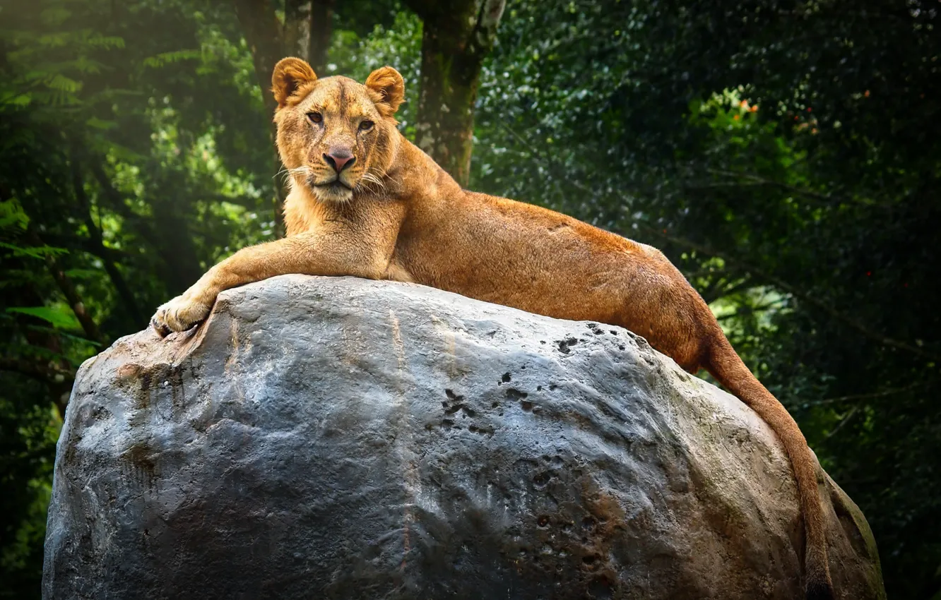 Photo wallpaper nature, stones, predator, lioness, resting, big cat