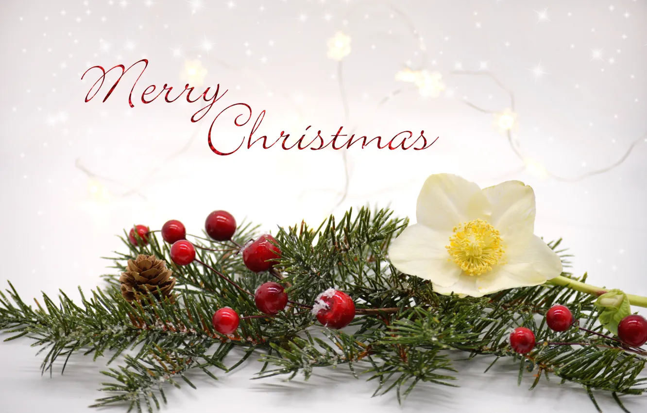 Photo wallpaper light, flowers, branches, berries, the inscription, new year, fruit, Christmas