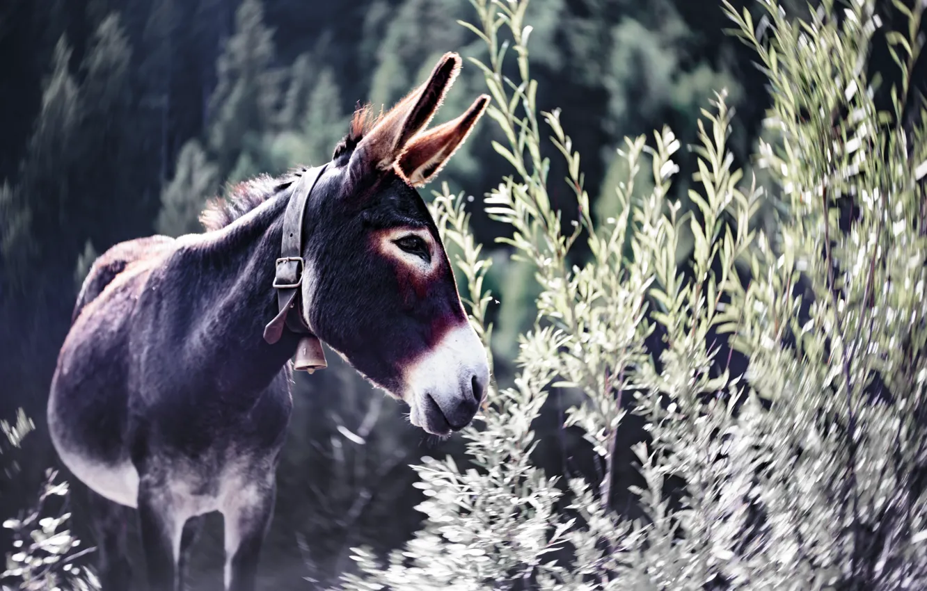 Photo wallpaper nature, background, donkey