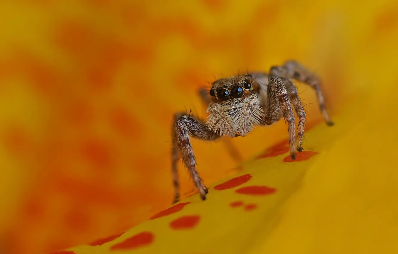 Photo wallpaper flowers, spider, orange background, bokeh, jumper, jumping spider, the Hoppy