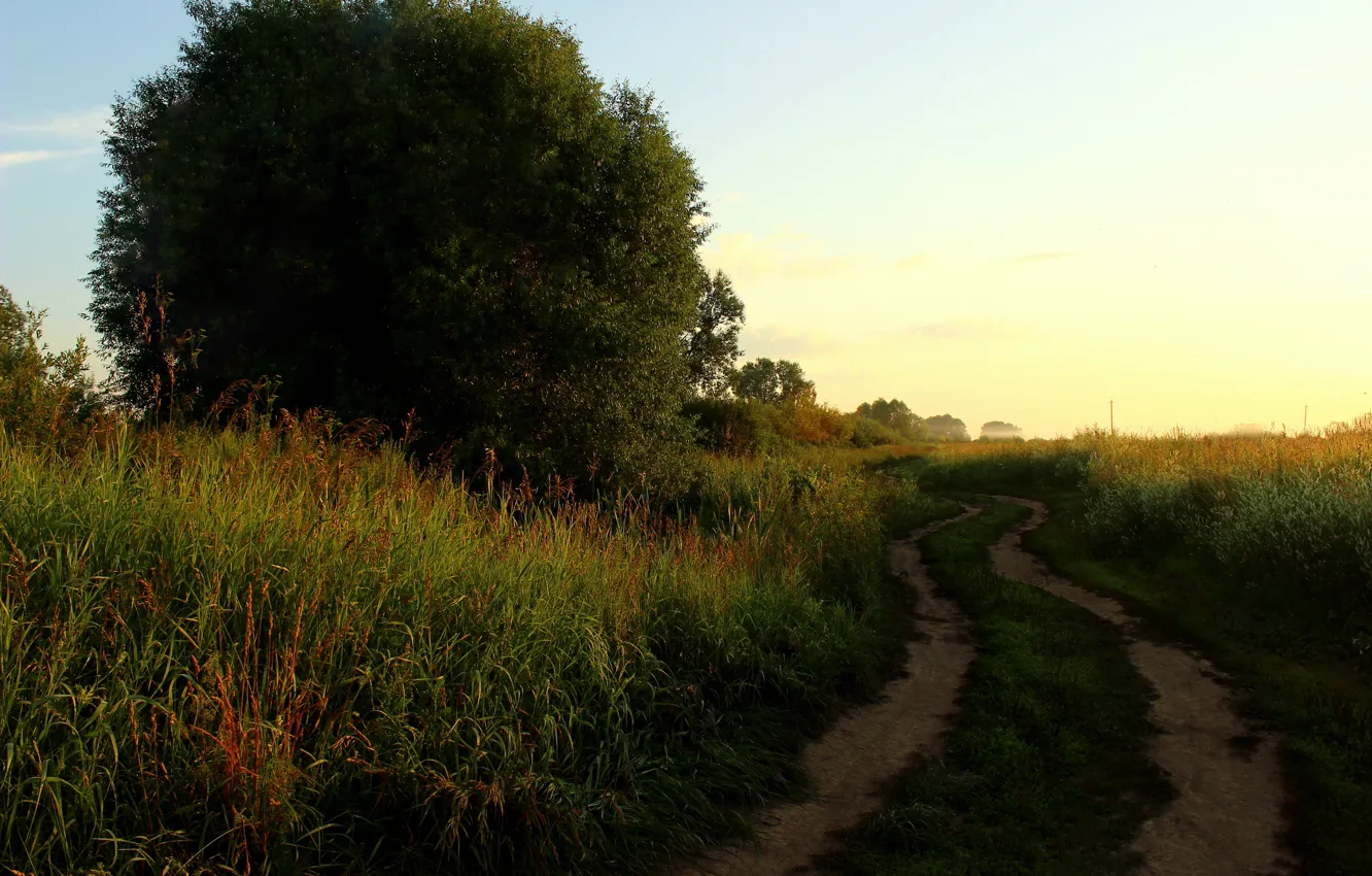 Photo wallpaper trees, landscape, nature, fog, dawn, trail