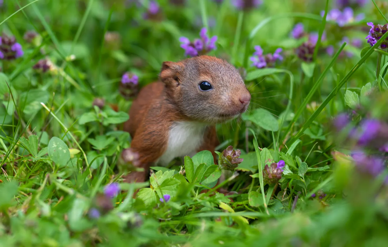 Photo wallpaper grass, flowers, nature, pose, protein, rodent, squirrel
