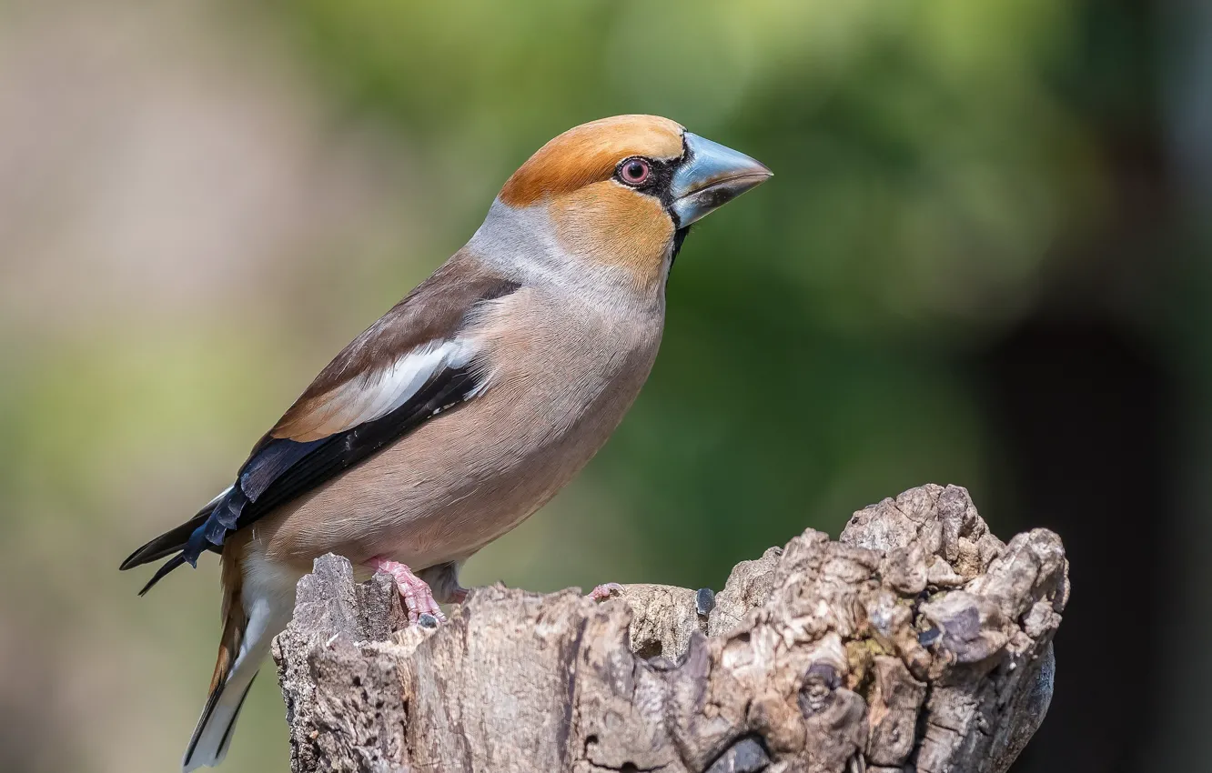 Photo wallpaper bird, stump, Grosbeak
