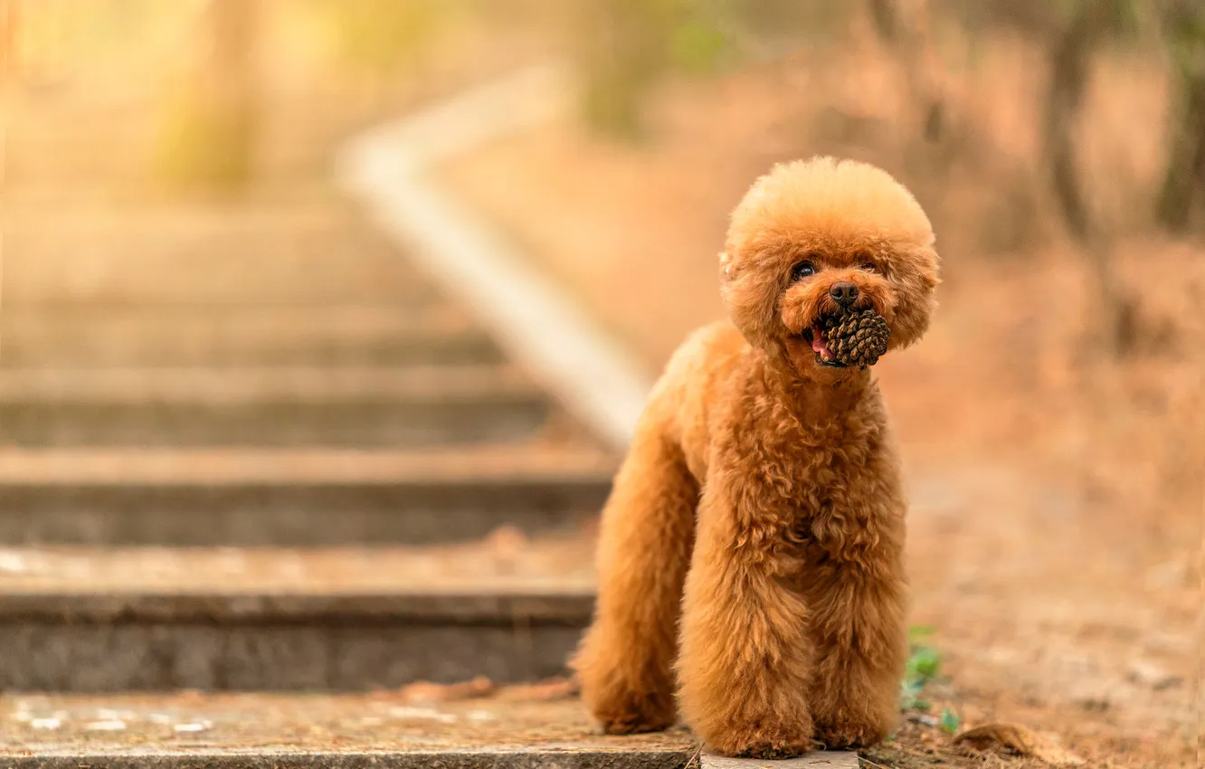 Photo wallpaper look, nature, Park, haircut, dog, red, hairstyle, ladder