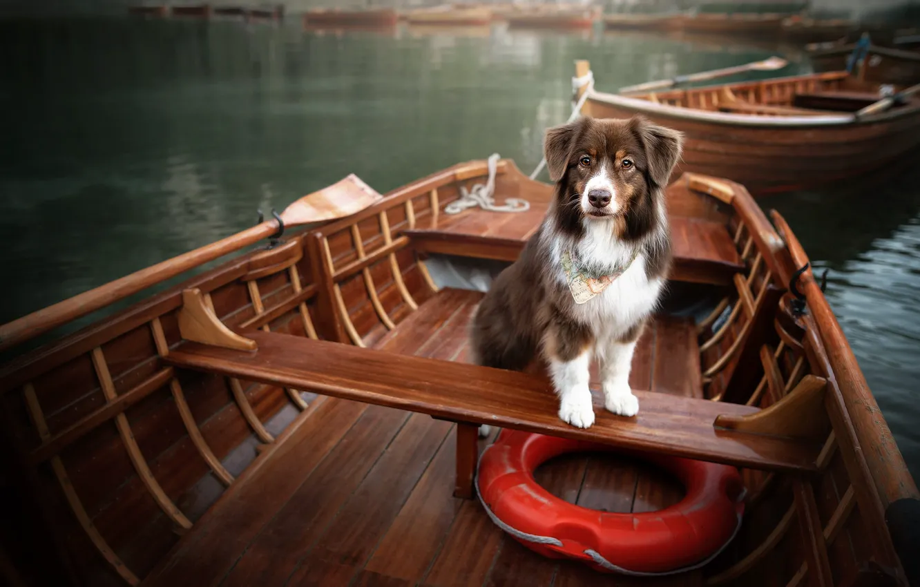 Photo wallpaper lake, dog, boats, lifeline