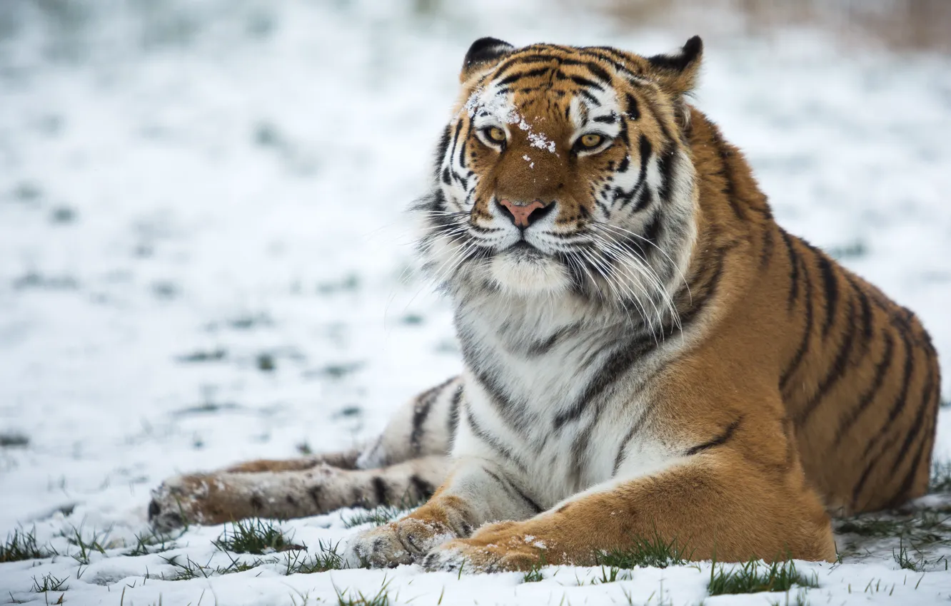 Photo wallpaper look, snow, tiger, wild cat