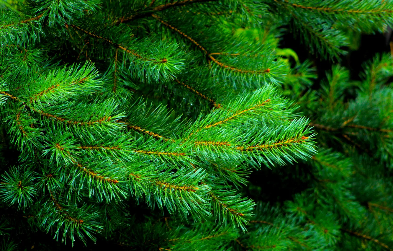 Photo wallpaper green, pine, twig