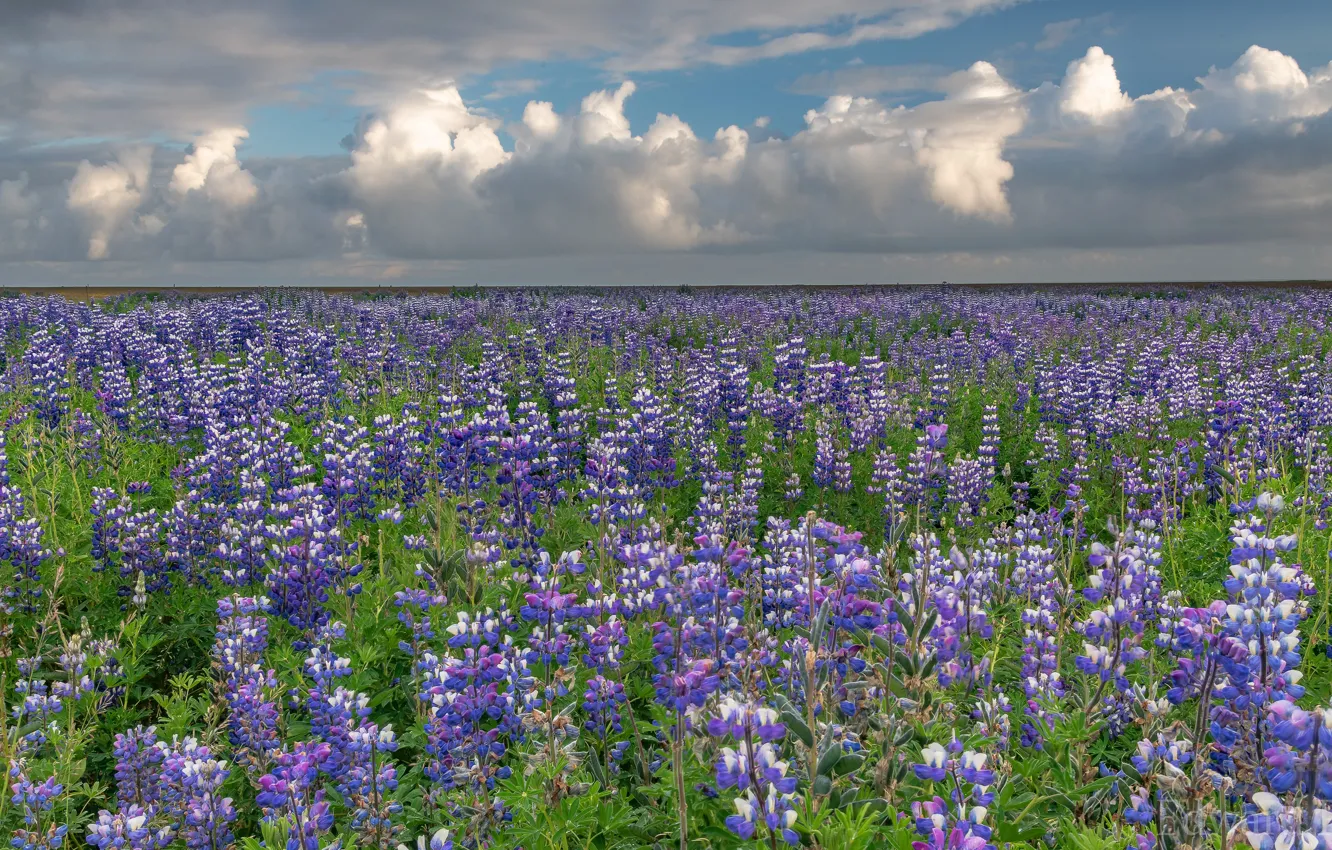 Photo wallpaper field, the sky, clouds, flowers, meadow, Iceland, a lot, lilac