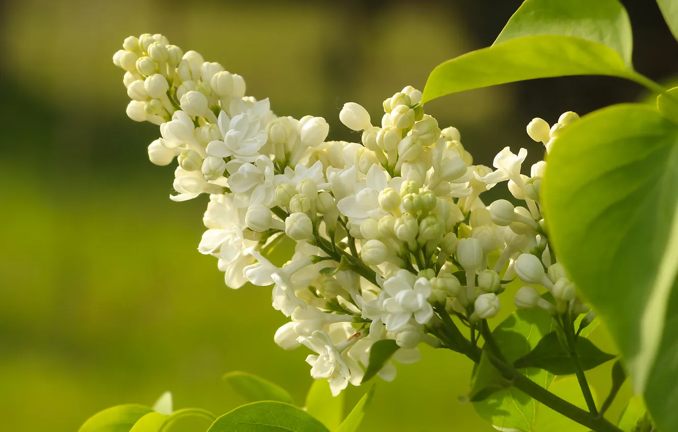 Photo wallpaper white, flower, lilac, blooming