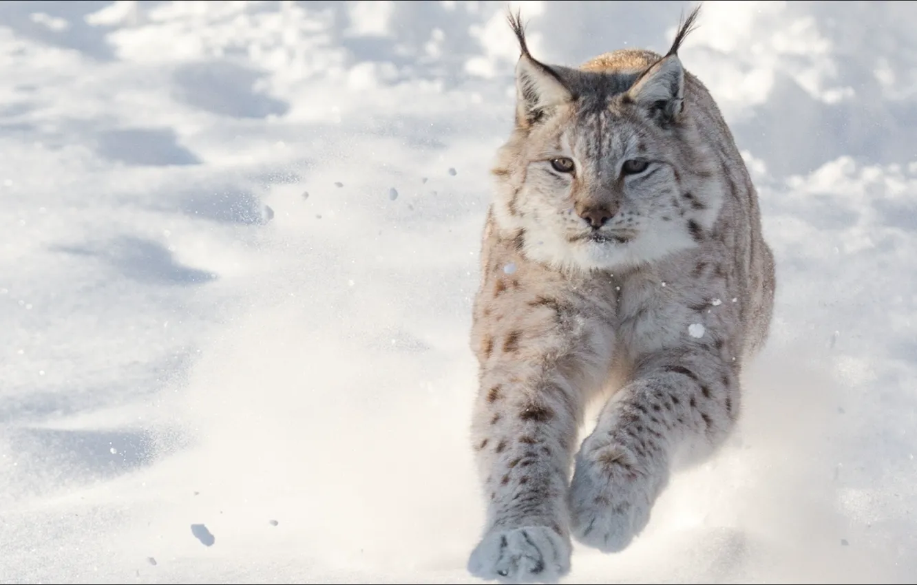 Photo wallpaper animals, speed, cats, Lynx, temnobelos