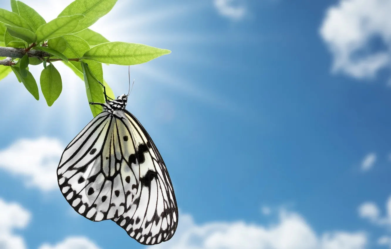 Photo wallpaper leaves, butterfly, insect