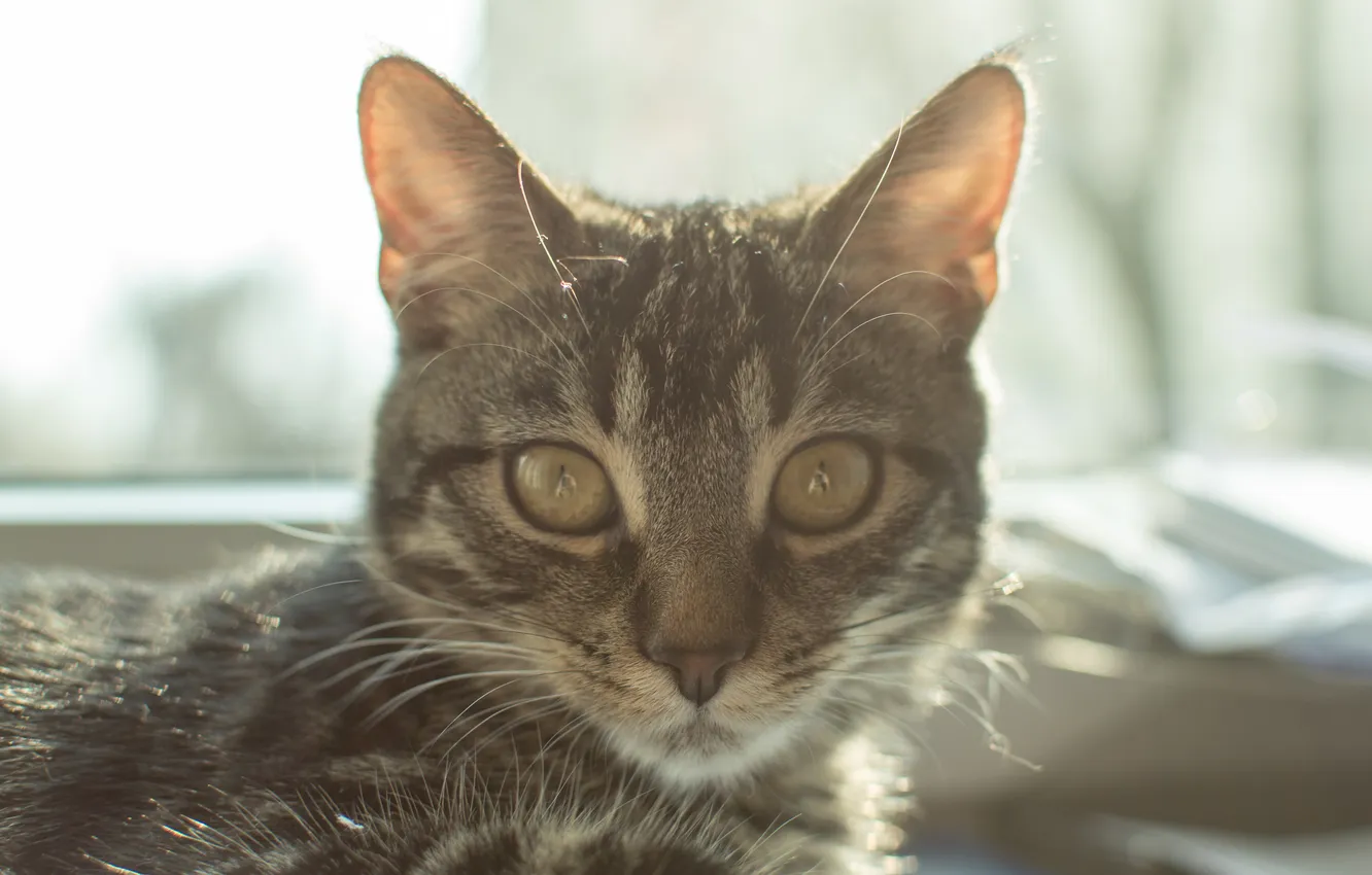 Photo wallpaper eyes, cat, mustache, light, background