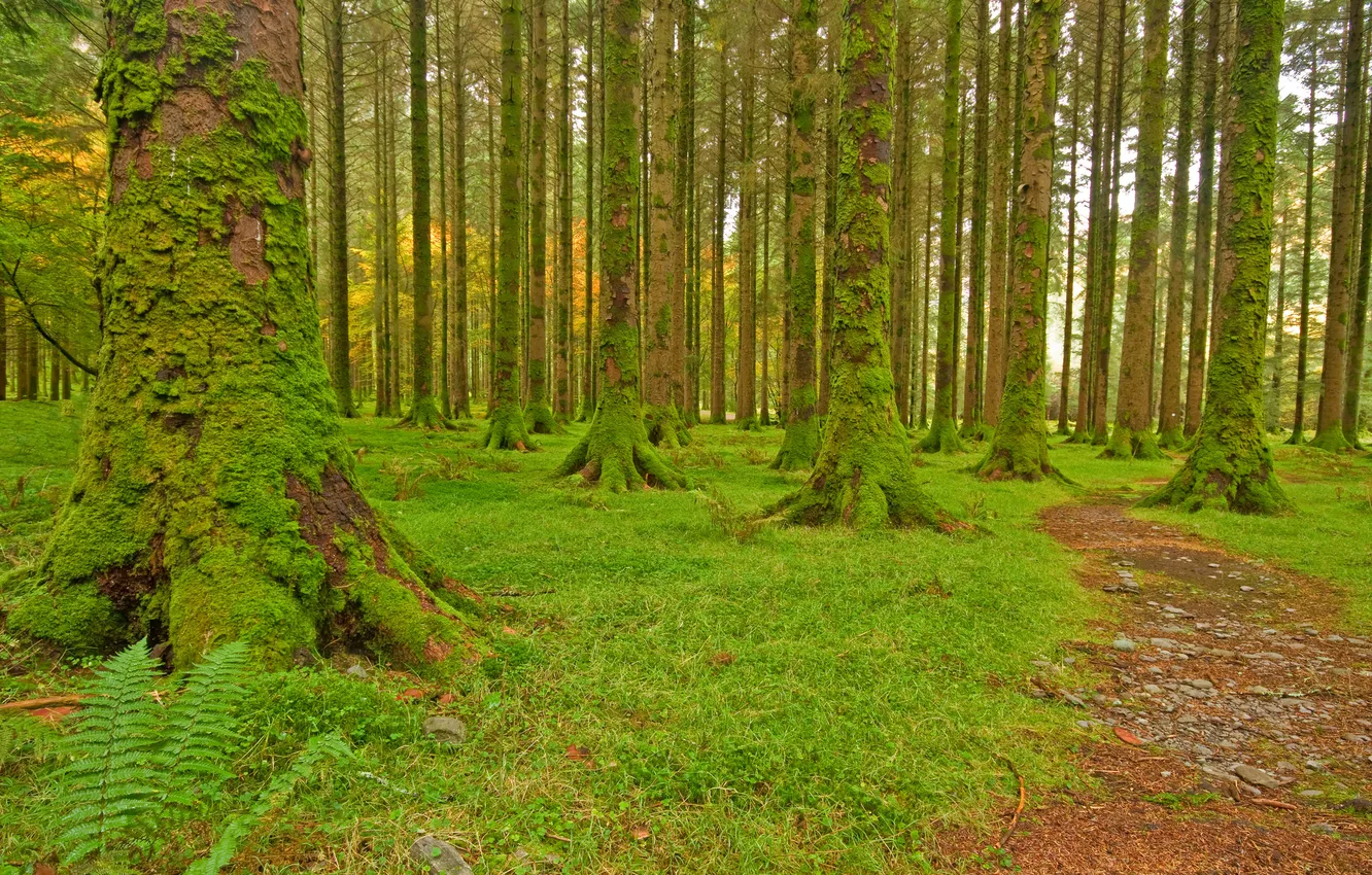 Photo wallpaper forest, grass, trees, moss, track, path