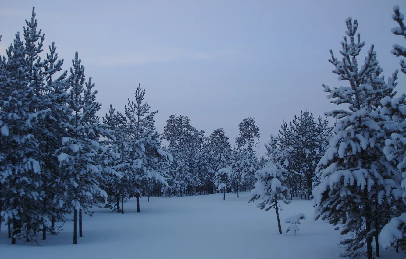 Photo wallpaper snow, trees, Forest