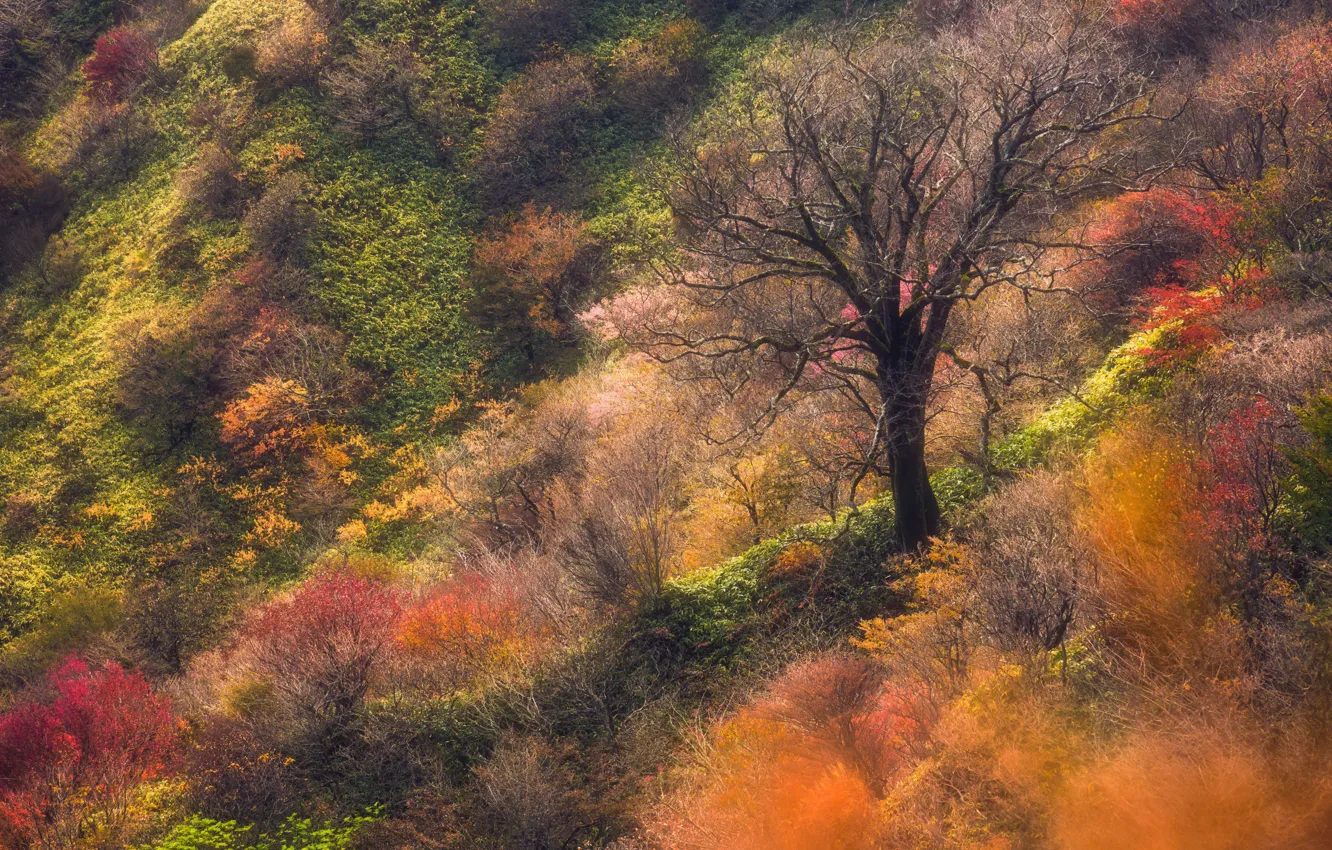 Photo wallpaper autumn, nature, tree