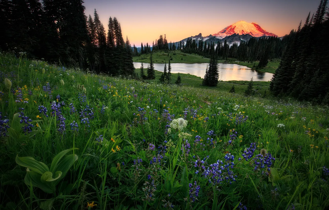 Photo wallpaper forest, summer, flowers, mountains, Alps, meadow, pond, lupins