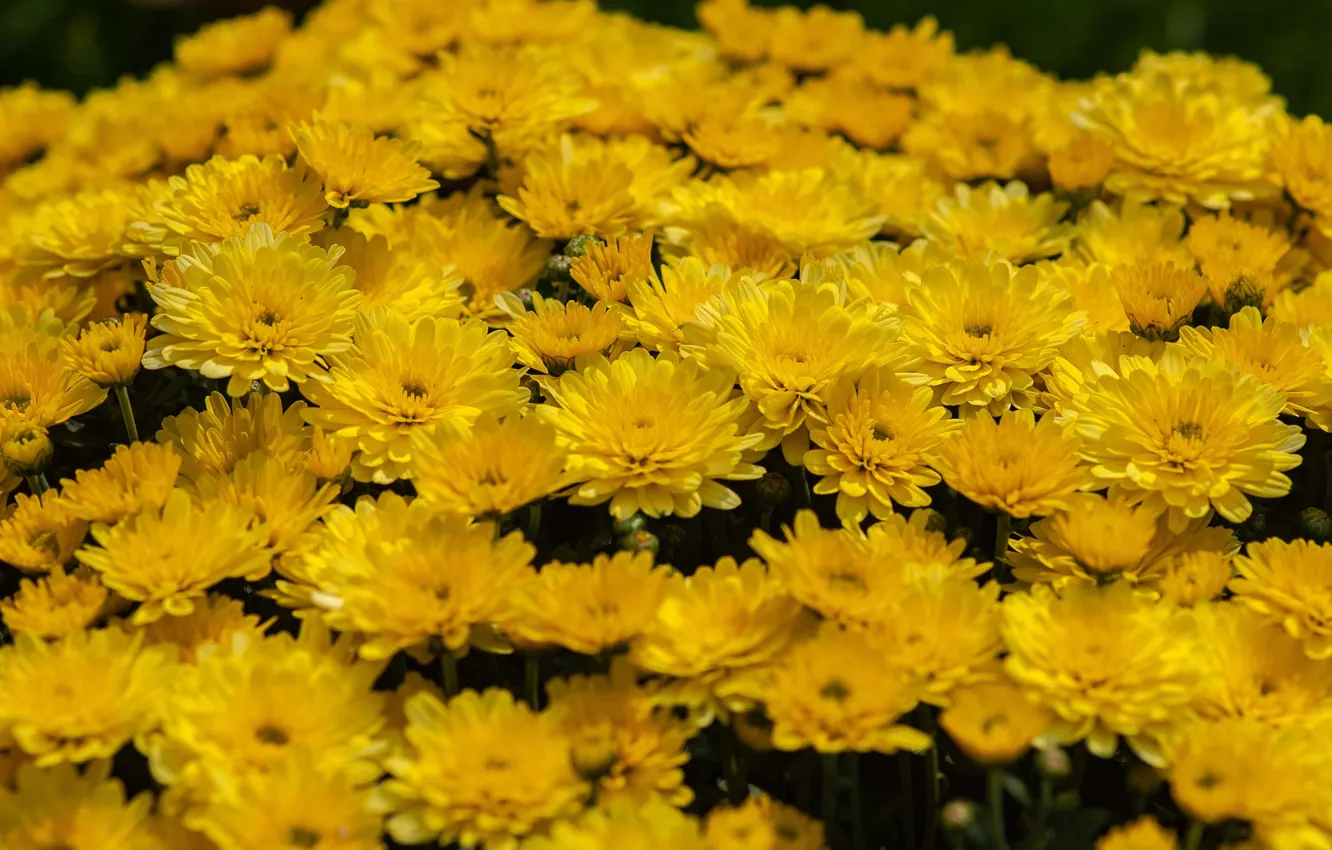Photo wallpaper flowers, yellow, flowerbed, chrysanthemum, a lot