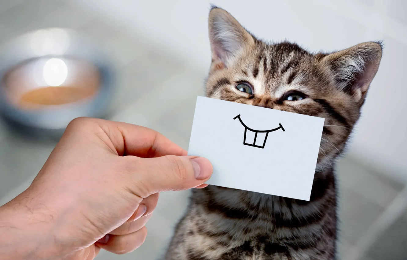 Photo wallpaper cat, smile, kitty, hand, humor, teeth, baby, face