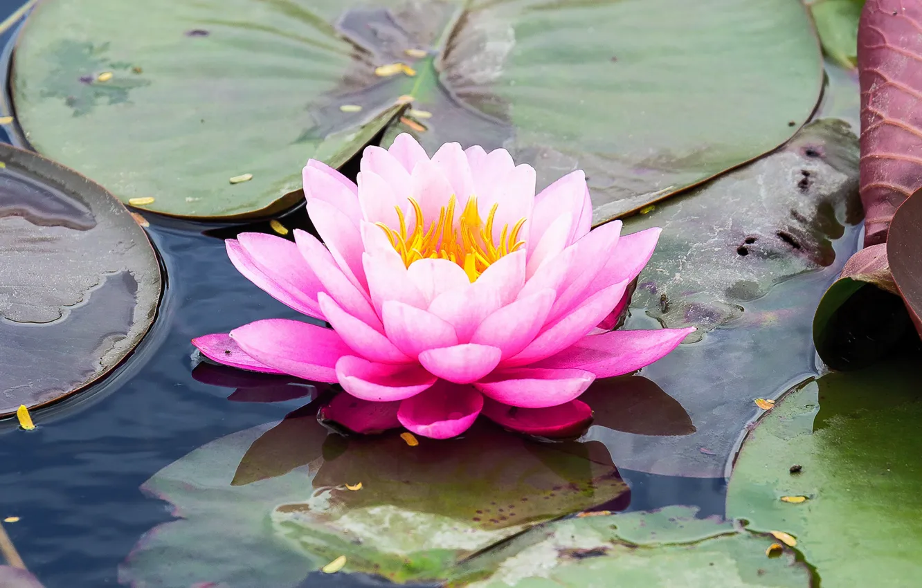 Photo wallpaper Lily, Nymphaeum, water Lily