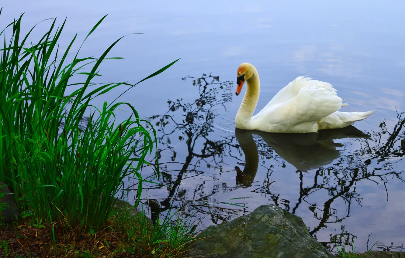 Photo wallpaper white, grass, water, nature, reflection, bird, shore, swans