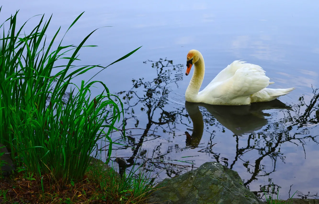 Photo wallpaper white, grass, water, nature, reflection, bird, shore, Swan