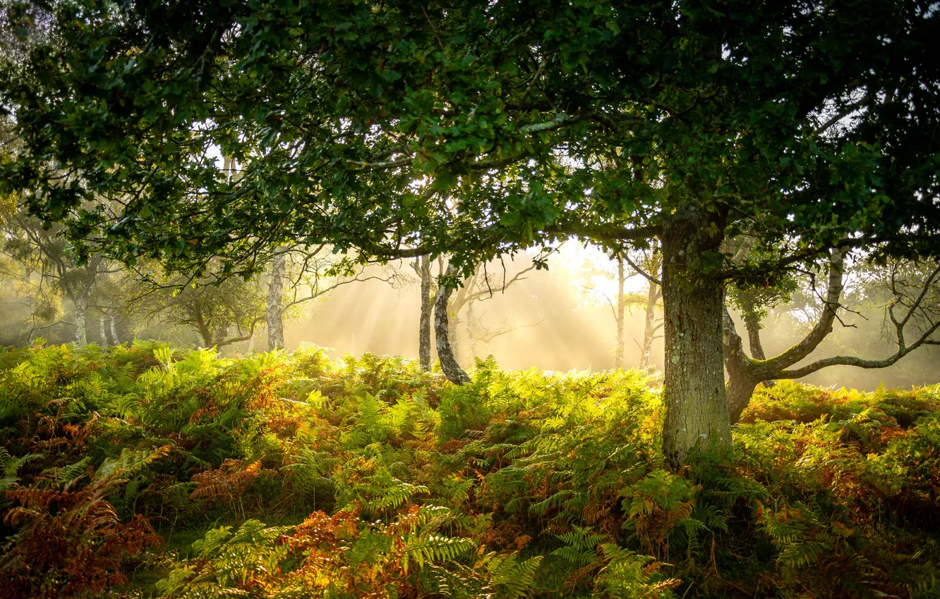 Photo wallpaper forest, summer, morning
