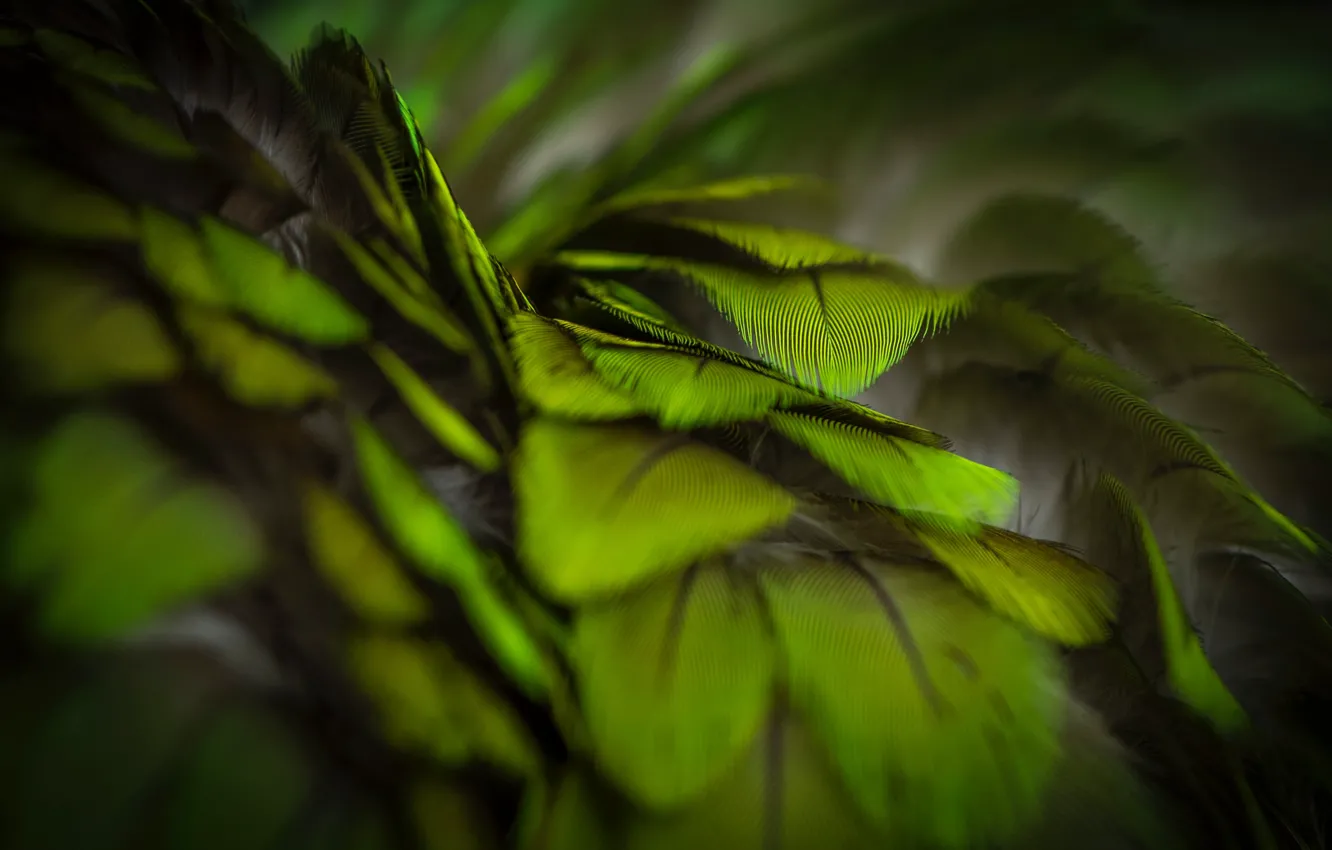 Photo wallpaper green, Macro, feathers, green, dark Wallpapers