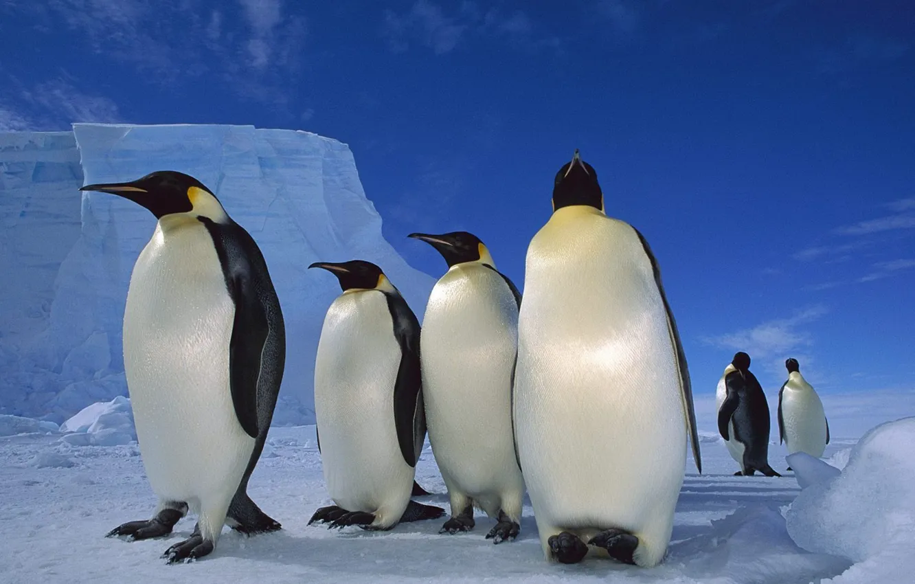 Photo wallpaper snow, ice, penguins